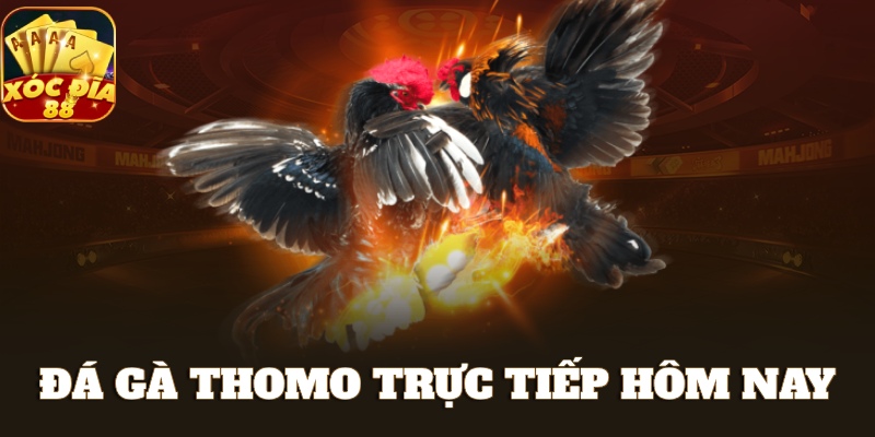 đá gà thomo trực tiếp hôm nay