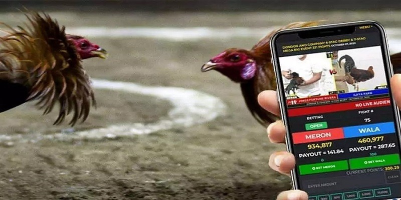 Một vài lưu ý quan trọng khi xem trực tiếp đá gà cựa dao